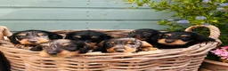 Dachshund dogs for sale: 🐾🌿 KC Registered Teckel Dachshund Litter 🌿🐾 - Advert 2