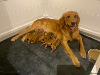 Golden Retriever dogs 1 GIRL AVAILABLE FOR GUARDIAN HOME - Advert 1