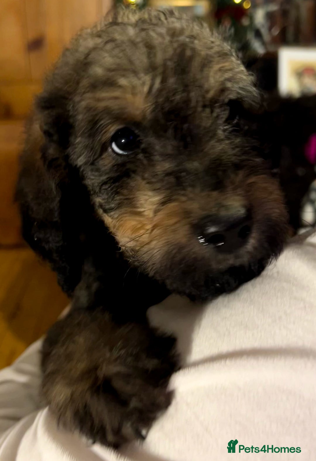 Labradoodle dogs for sale: stunning F2 labradoodle puppies... Available now - Advert 27