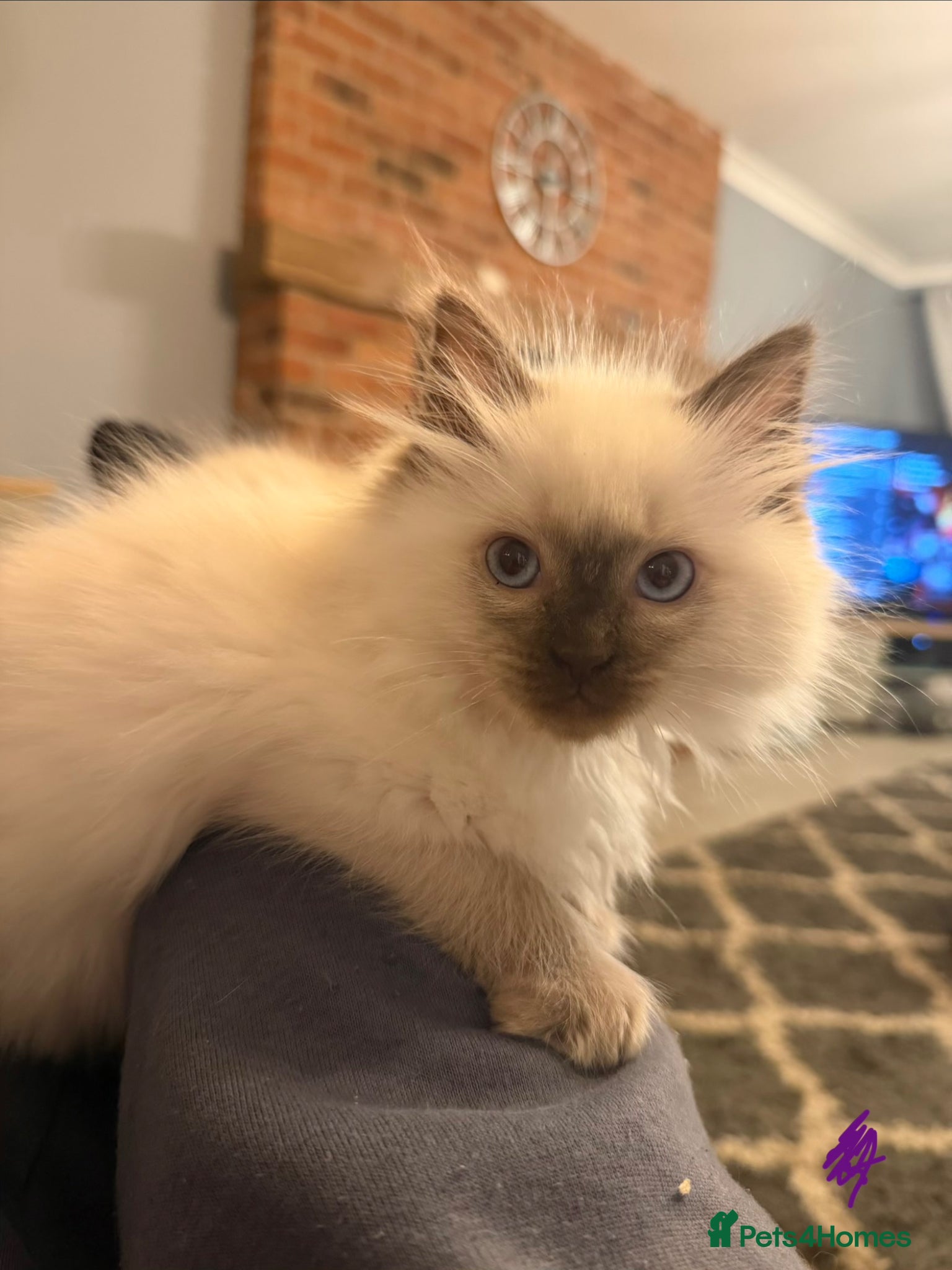 Ragdoll cats Stunning Ragdoll Kittens GCCF registered/Pedigree - Advert 2