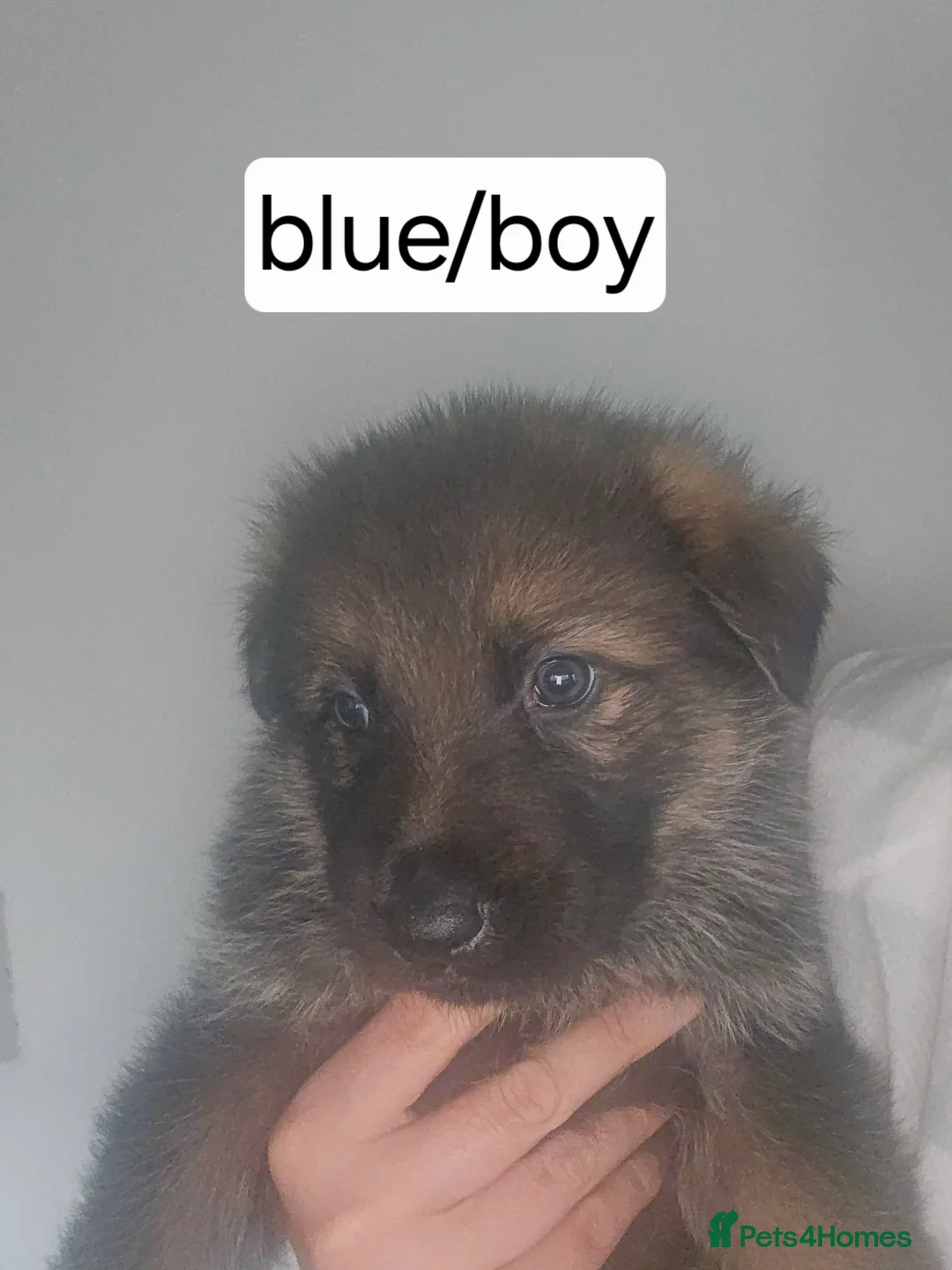 German Shepherd dogs for sale: German puppies - Advert 7