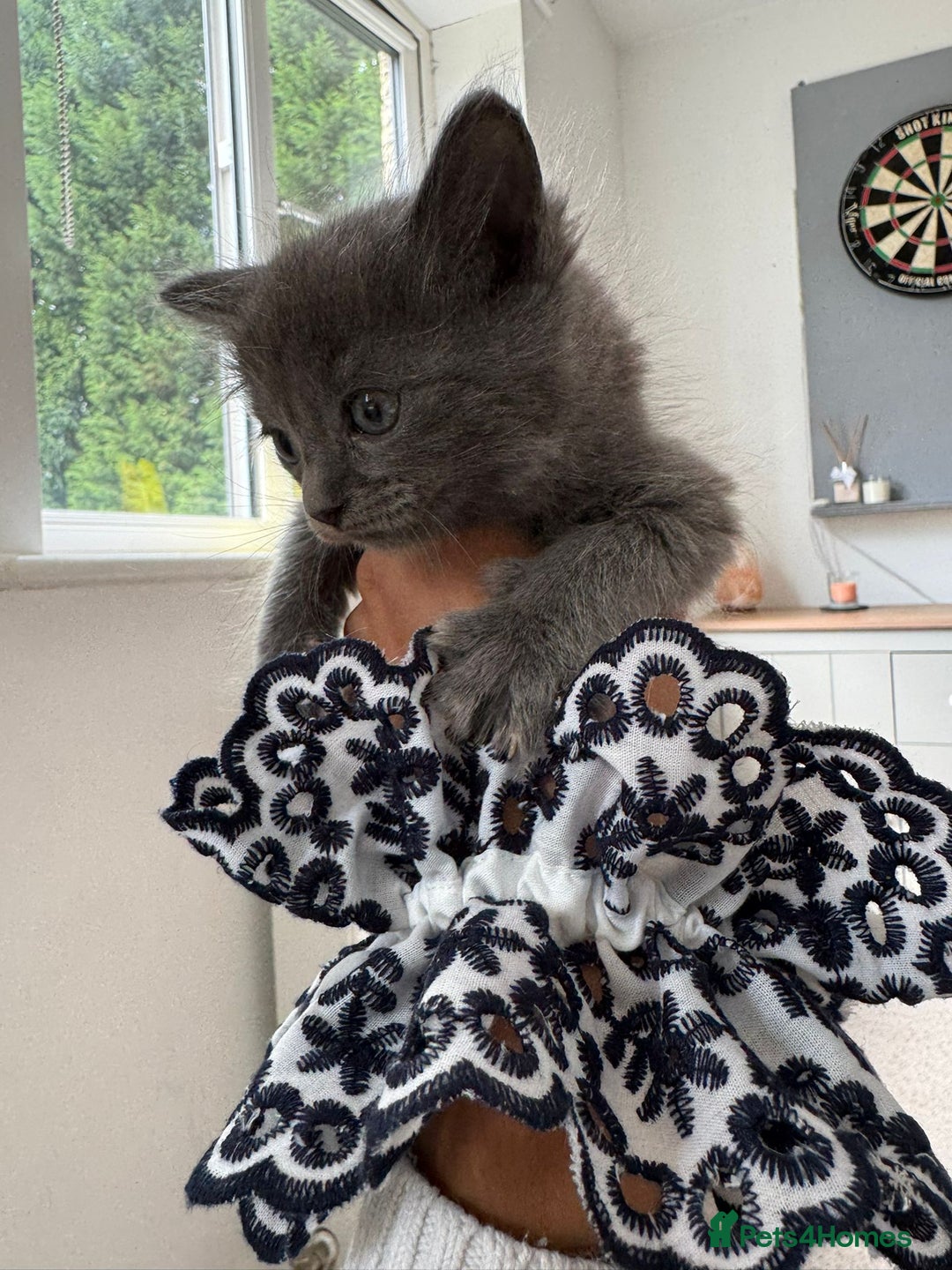 Maine Coon cats for sale: Maine Coon X Ragdoll Kittens 🐱 - Image 5