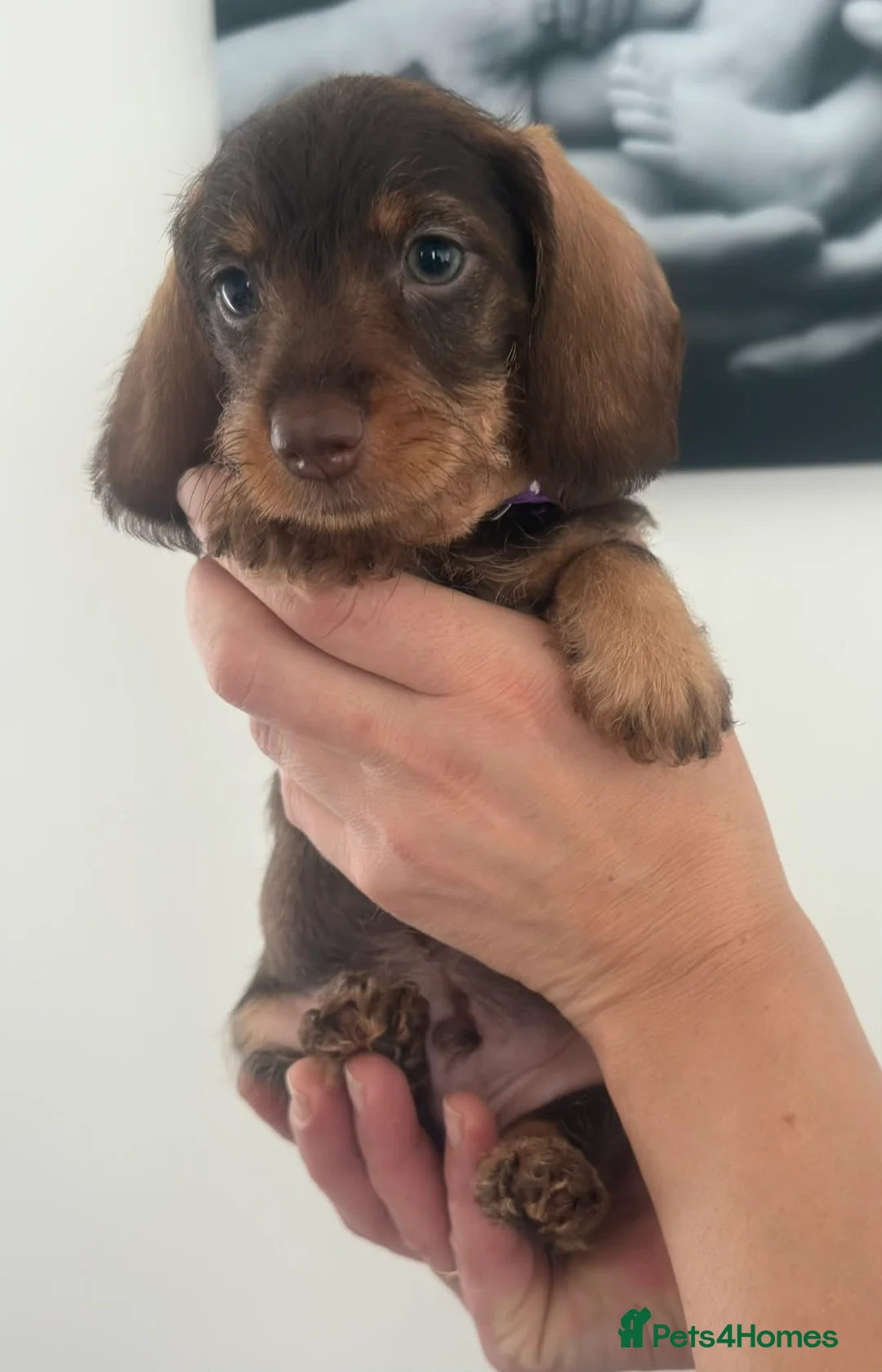 Miniature Dachshund dogs for sale: Miniature dachshunds! - Advert 6