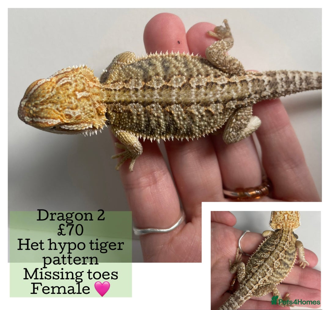 Bearded Dragon reptiles for sale: Hypo Baby Bearded Dragons - Image 12