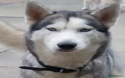 Siberian Husky dogs for sale: Pure siberian Huskies  - Image 2