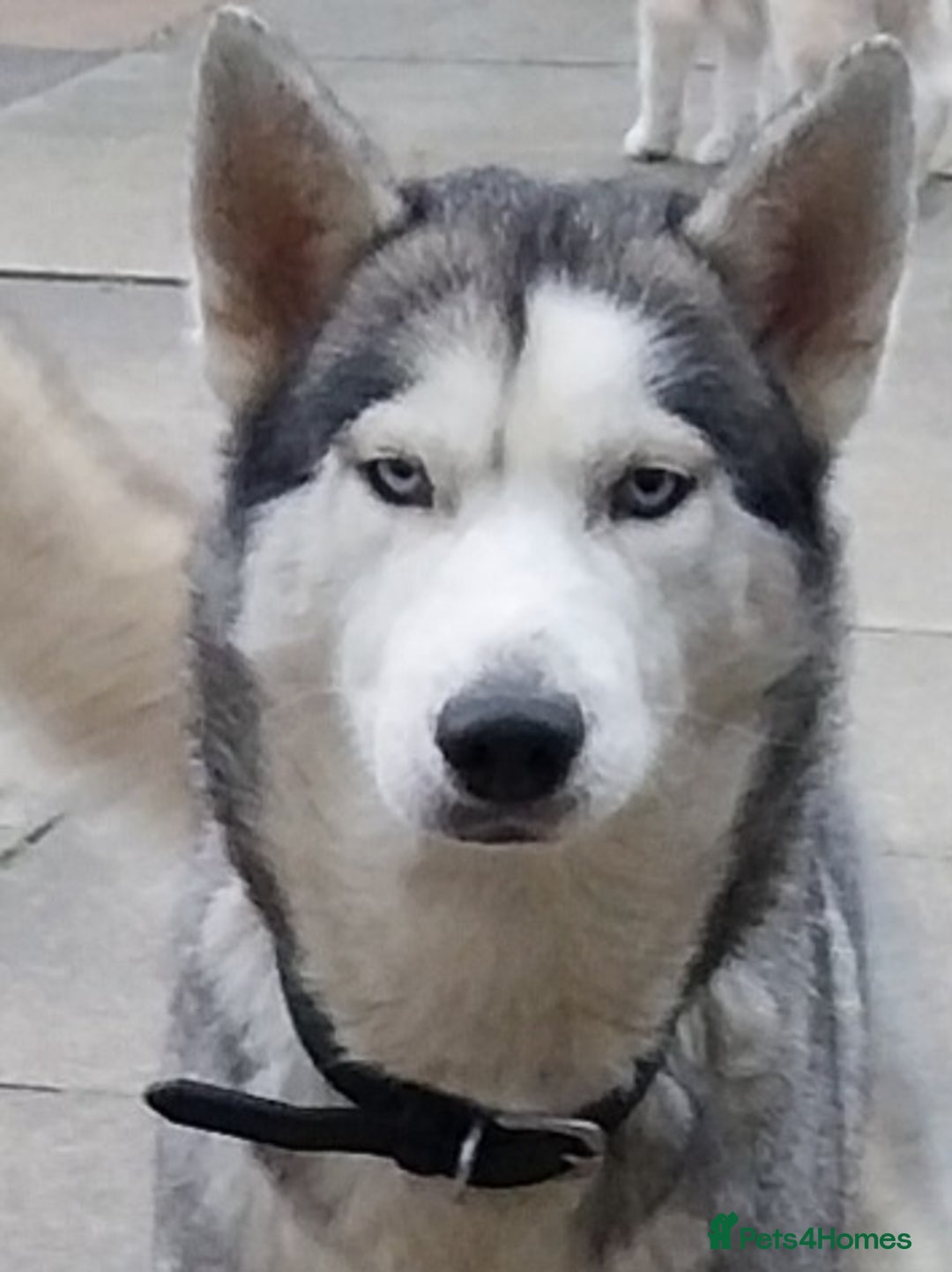 Siberian Husky dogs for sale: Pure siberian Huskies  - Image 2