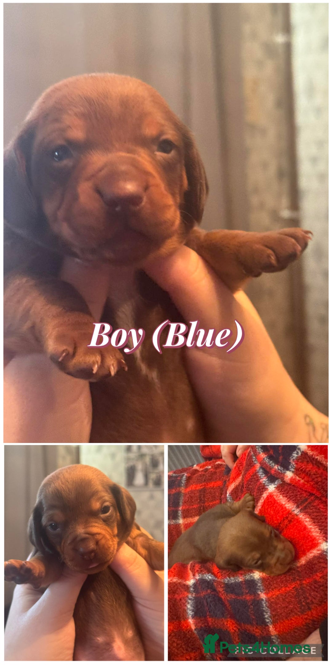 Dachshund dogs for sale: Dachshund puppies available  - Advert 4