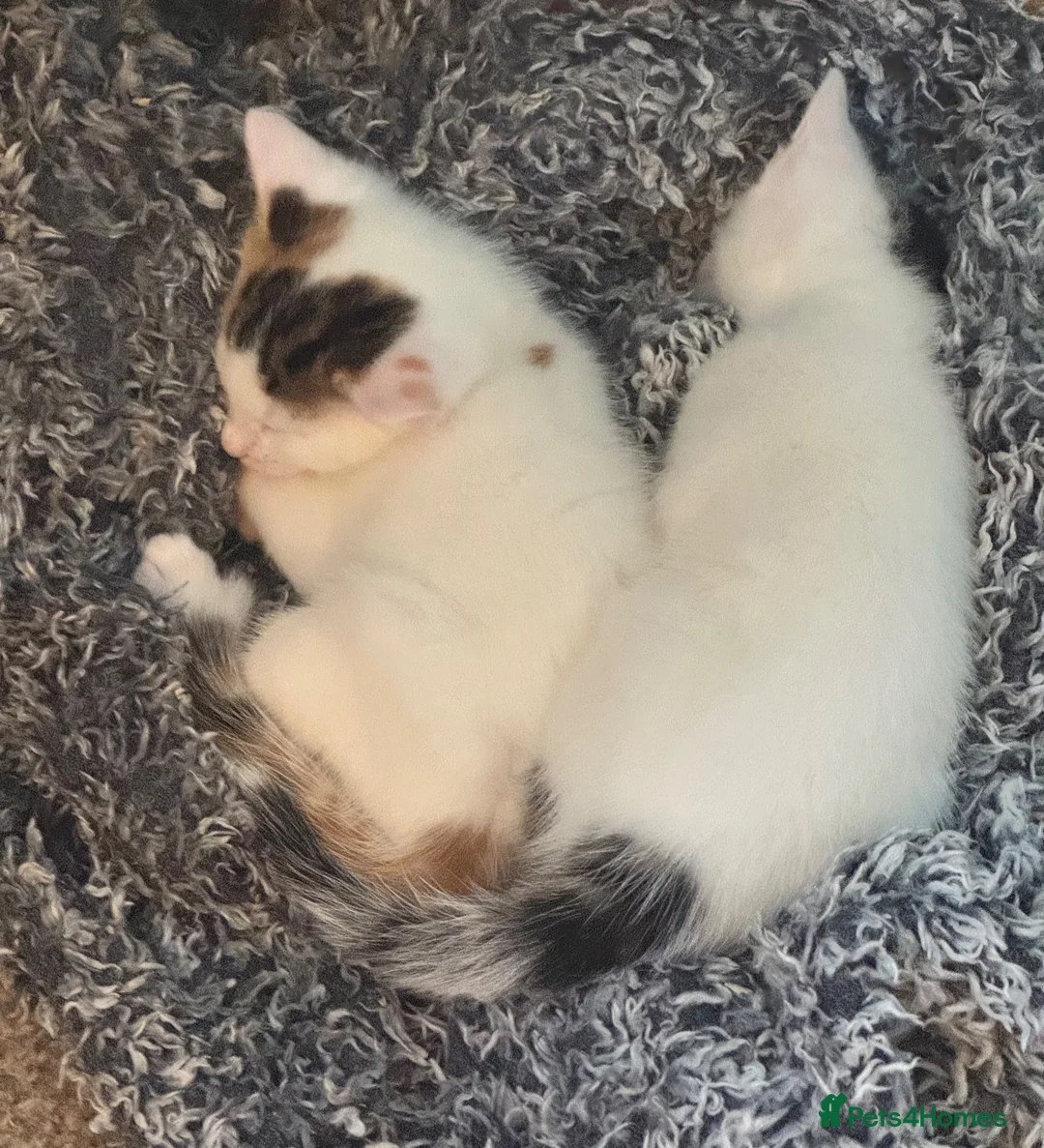 Mixed Breed cats for sale: Gorgeous Kittens Looking for Forever Homes 🐾 - Advert 7