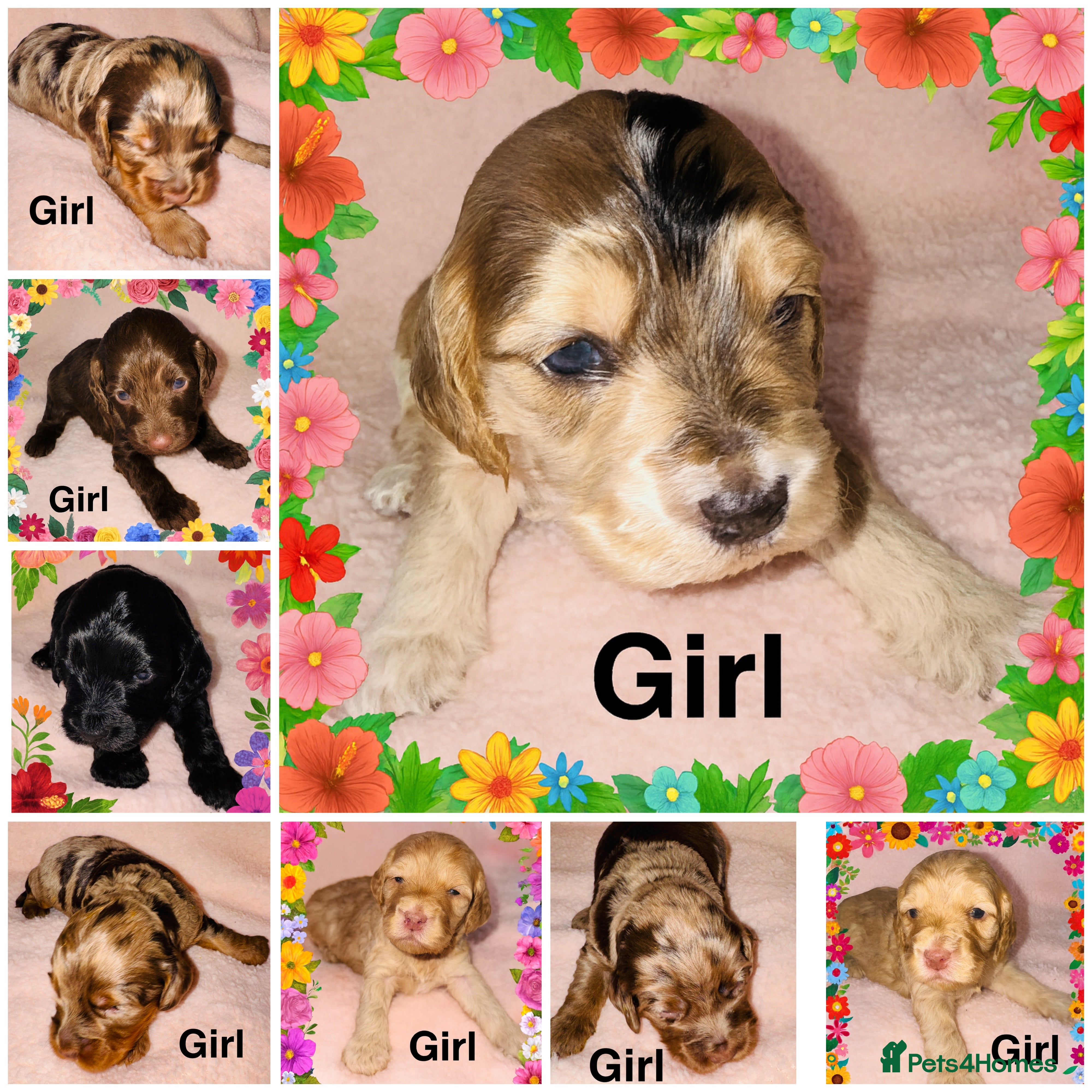 Cockapoo dogs ❤️DNA Tested Rare Sable Cockapoos, Ready 5th Feb  - Advert 7