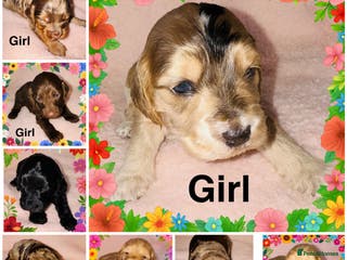 Cockapoo dogs ❤️DNA Tested Rare Sable Cockapoos, Ready 5th Feb - Advert 12