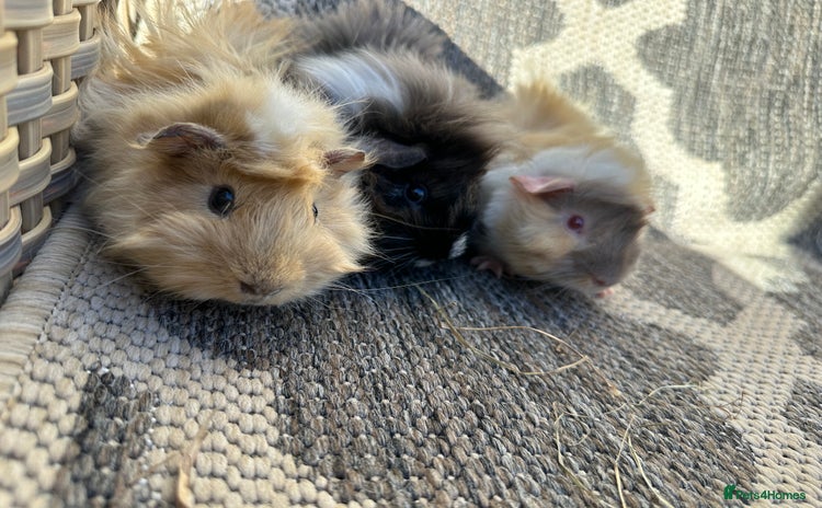 Guinea Pig rodents - Advert 2