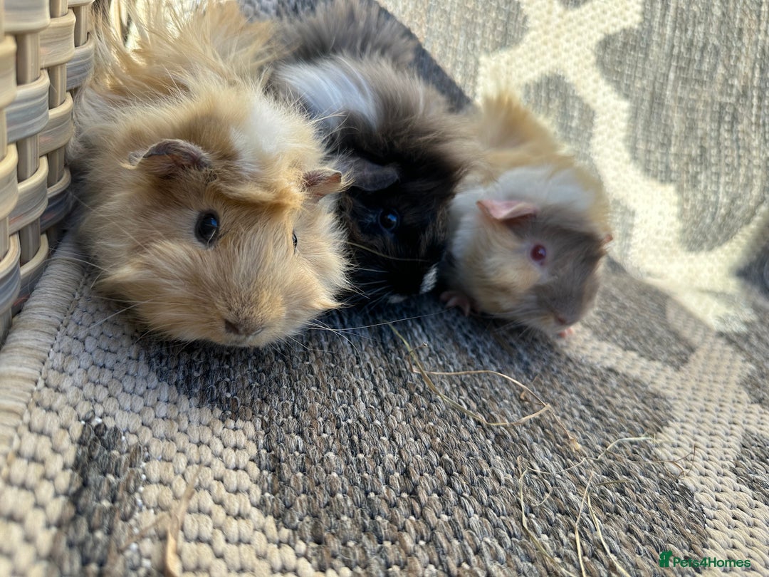 Guinea Pig rodents for sale: 3 Handsome male baby guinea pigs. - Image 1