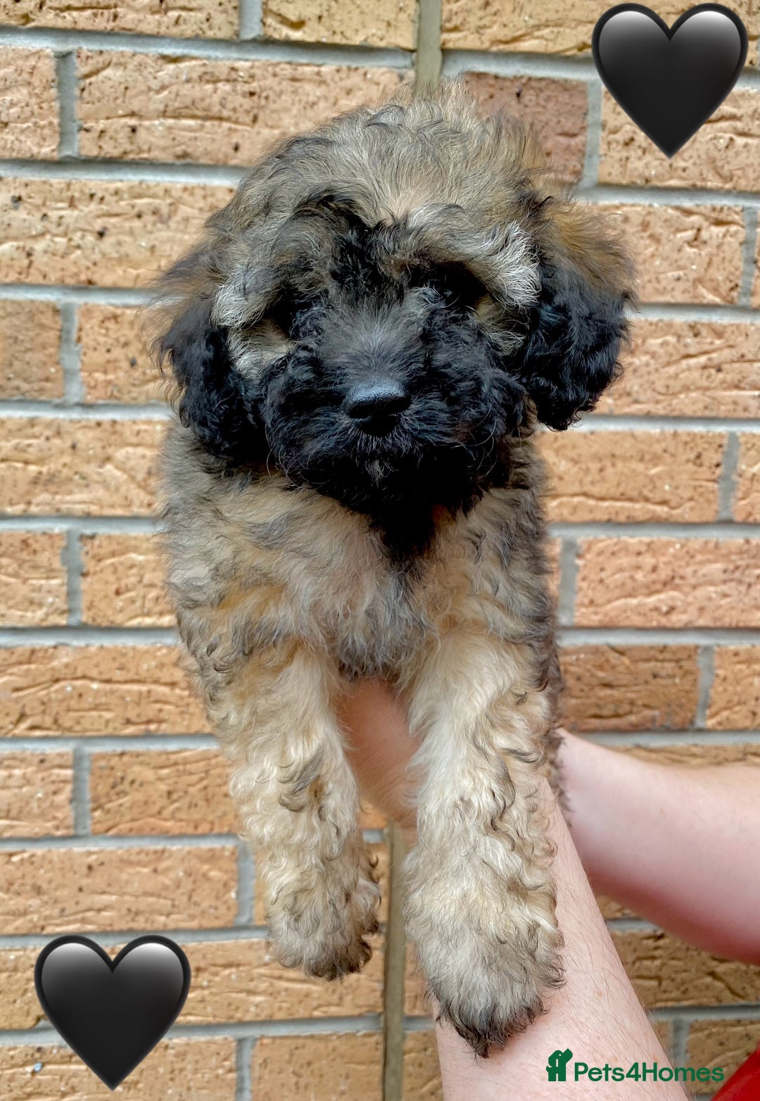 Cavapoo dogs for sale: 💖 Top Quality F1B Cavapoo Puppies DNA TESTED 💖 - Image 22