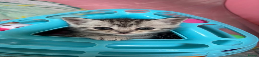 Persian Kitten 3