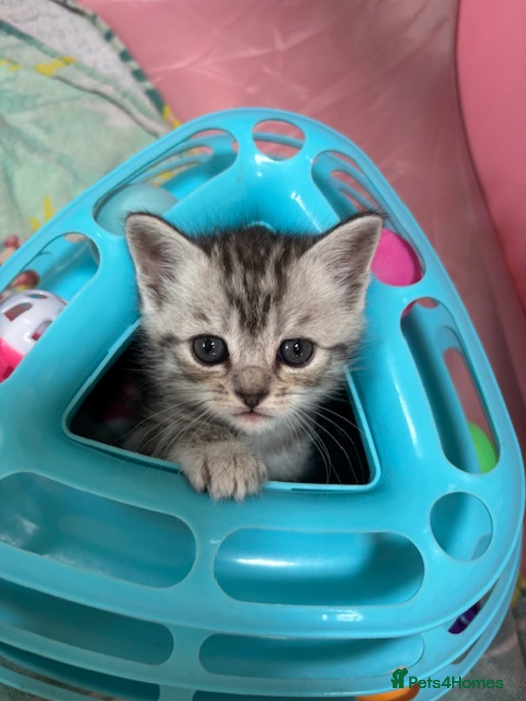 Persian cats for sale: Persian Cross Kittens - GCCF Registered parents - Image 5