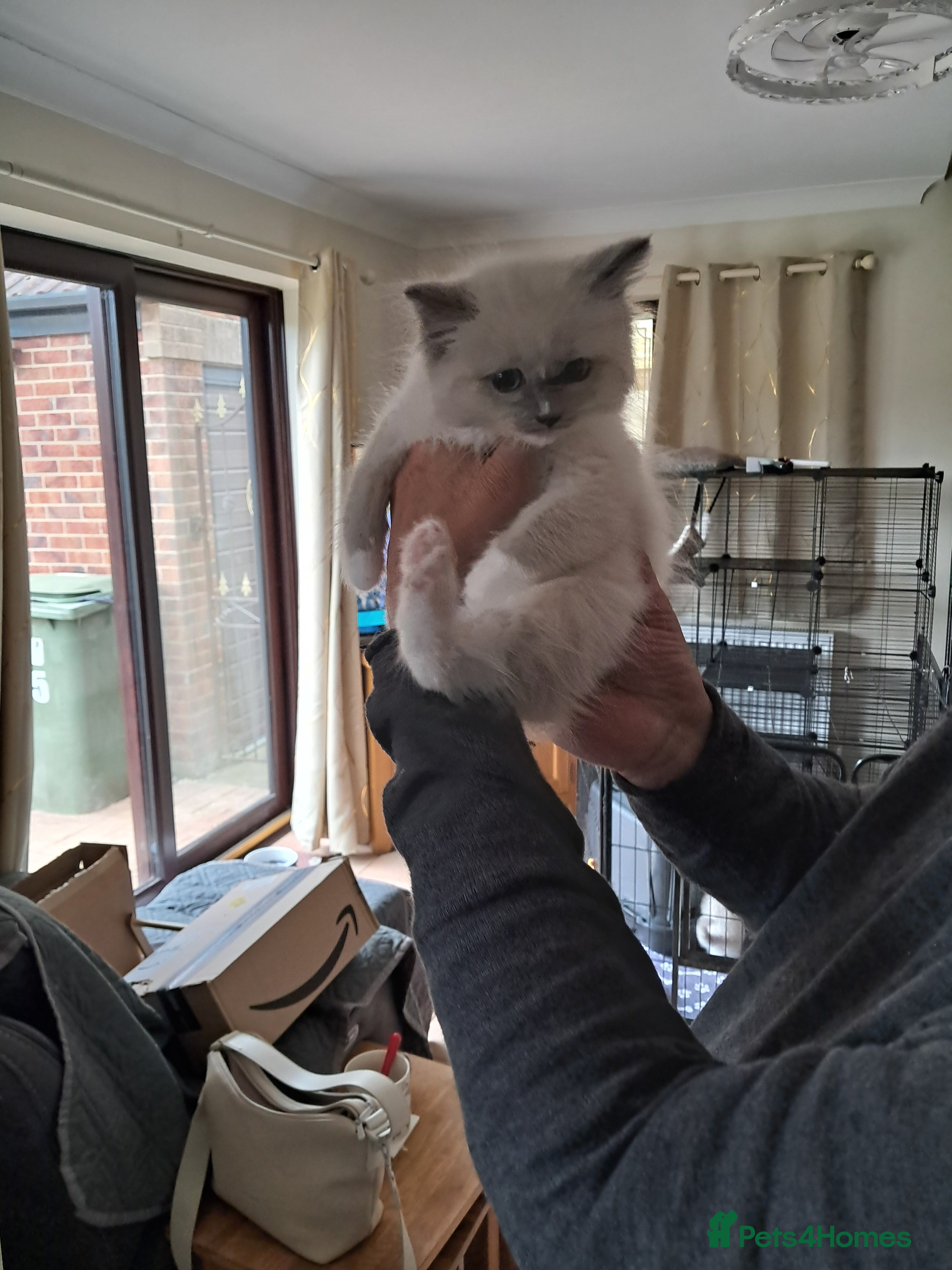 Ragdoll cats GCCF registered Ragdoll kittens  - Advert 3