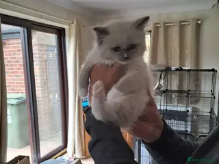 Ragdoll cats GCCF registered Ragdoll kittens - Advert 3