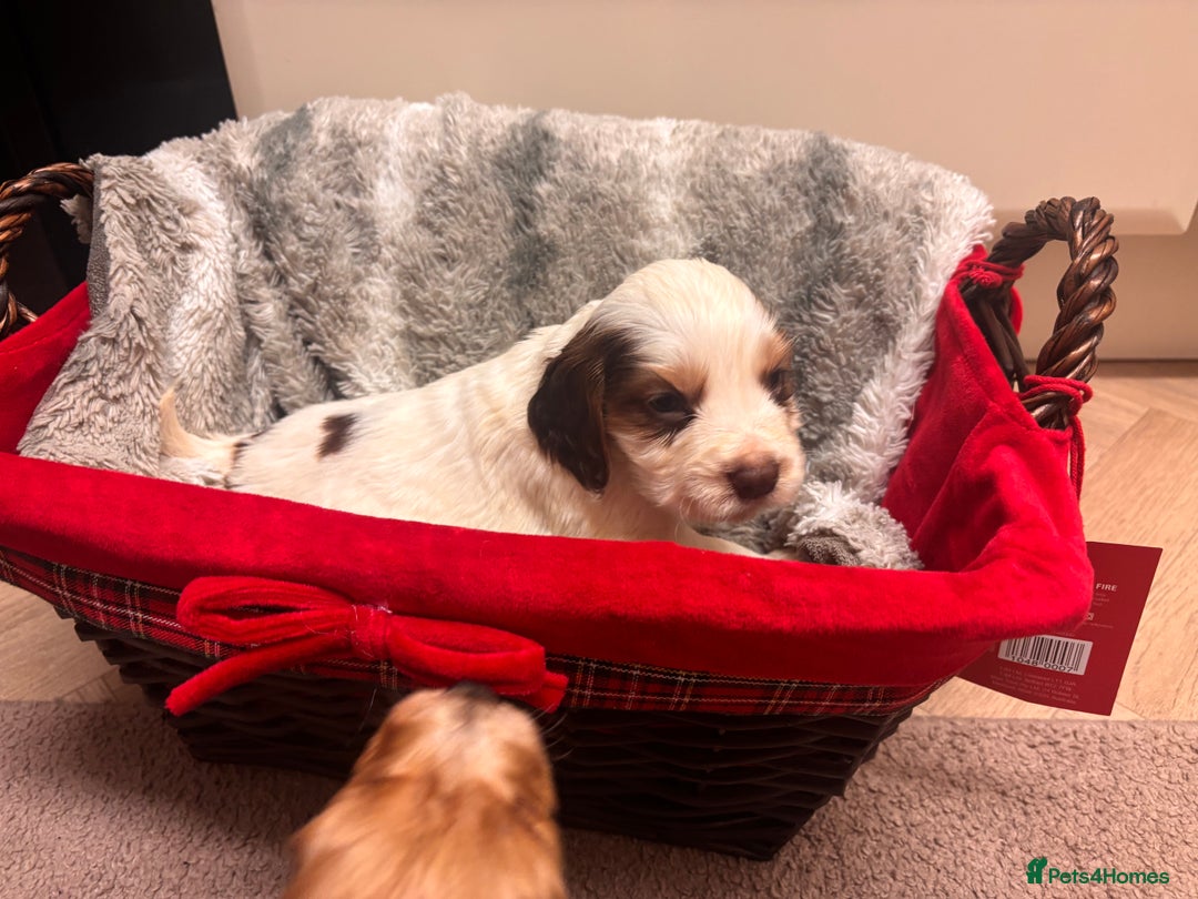 Cocker Spaniel dogs for sale: Cocker Spaniel Puppies - Advert 2