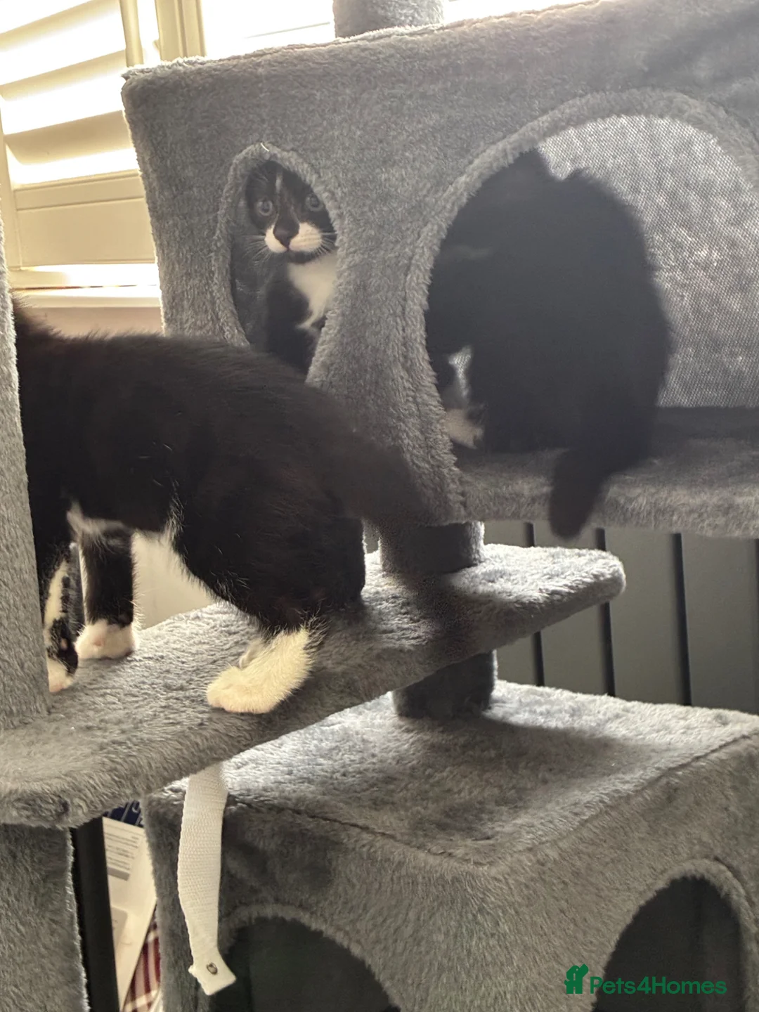 British Shorthair cats for sale: The Tuxedo Esquire, Sisters - Advert 34