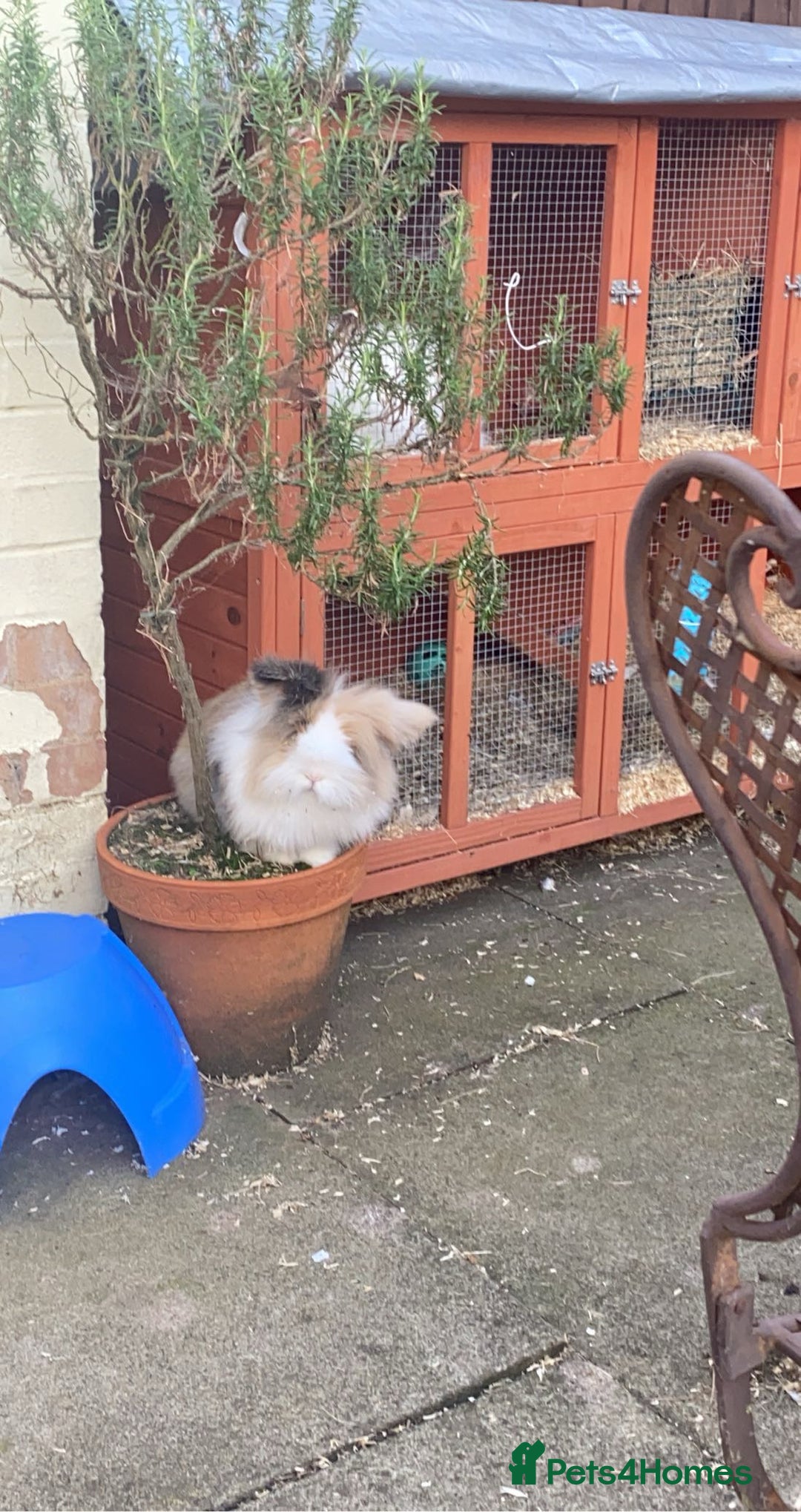 Angora rabbits for sale: Bonded pair of angora rabbits for rehoming  - Advert 3