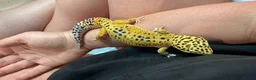 Leopard Gecko reptiles for sale: Leopard Gecko with Complete Vivarium & Accessories - Advert 7