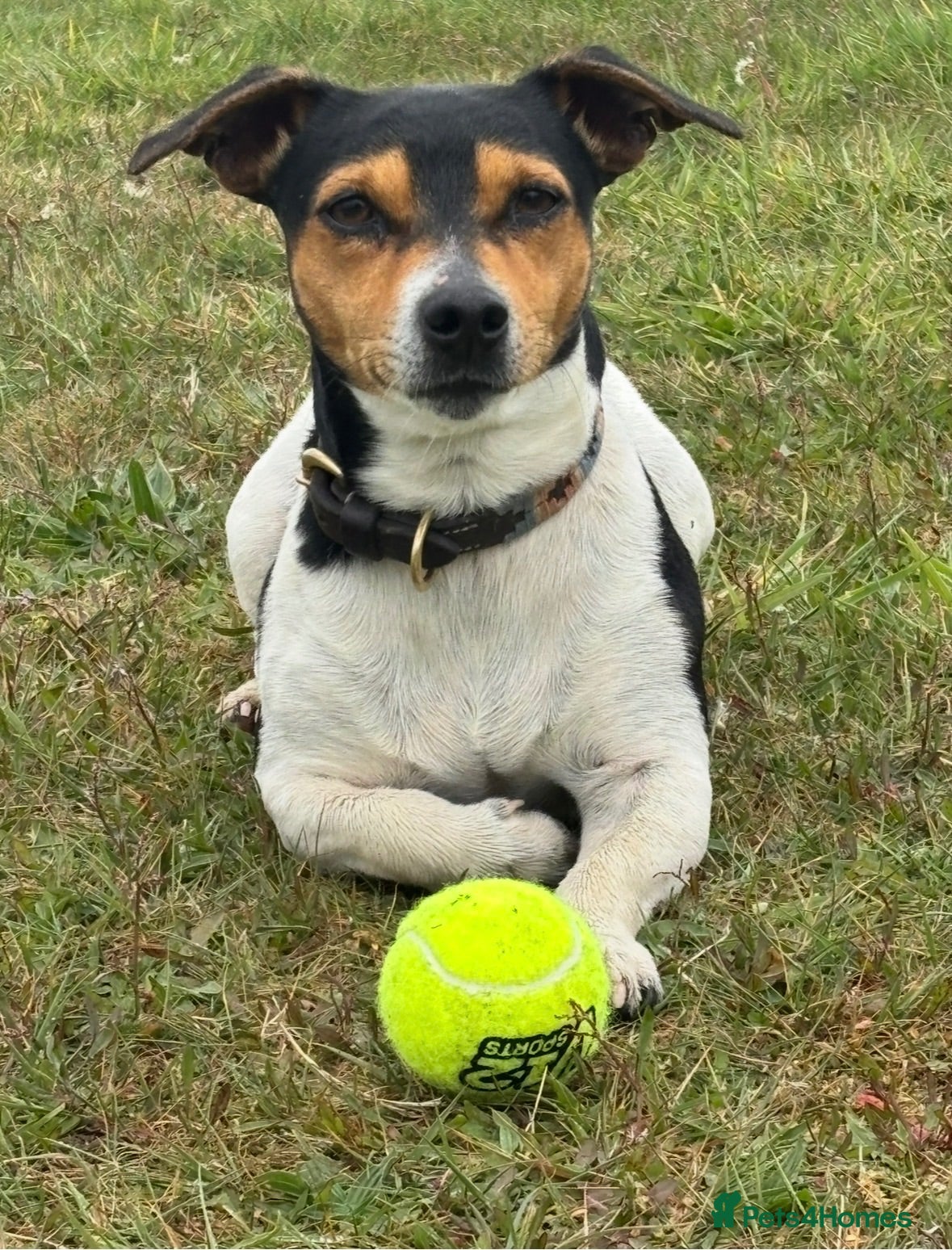 Jack Russell dogs STUD  - Advert 1
