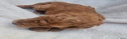 Cockapoo dogs for sale: Rare litter of F1BB cockapoos all hypoallergenic  in Middlesbrough - Advert 36