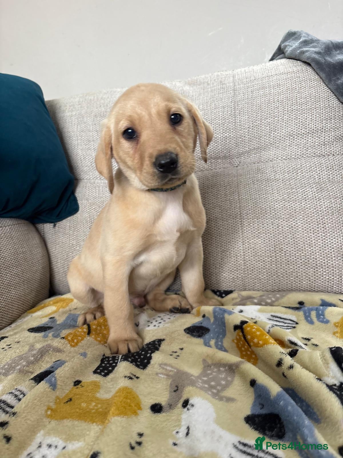Labrador Retriever dogs Ready now 🐶Stunning Labrador puppies READY NOW 🥰 - Advert 1