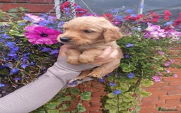 Golden Retriever dogs for sale: Heath tested parents kc reg 5 star licenced  - Image 6