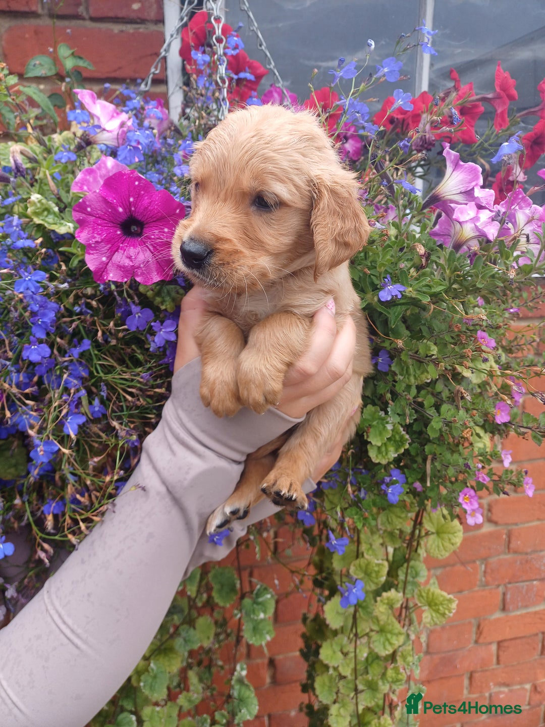 Golden Retriever dogs for sale: Heath tested parents kc reg 5 star licenced  - Image 6