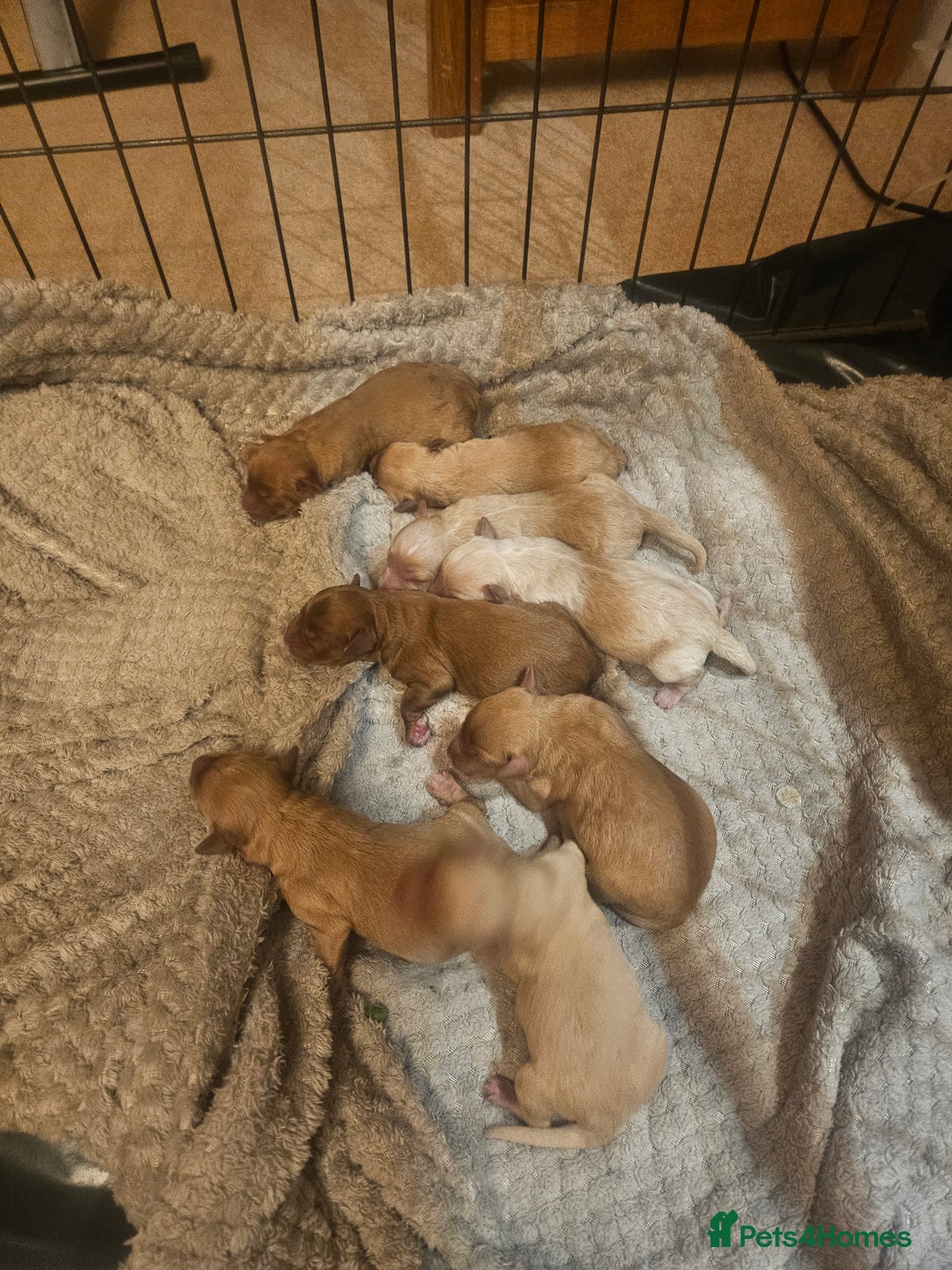 Mixed Breed dogs for sale: Australian Labradoodle Puppies - Advert 3