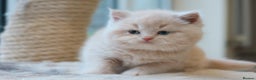 British Shorthair cats for sale: British Shorthair Kittens - Reg & Licensed  - Advert 3