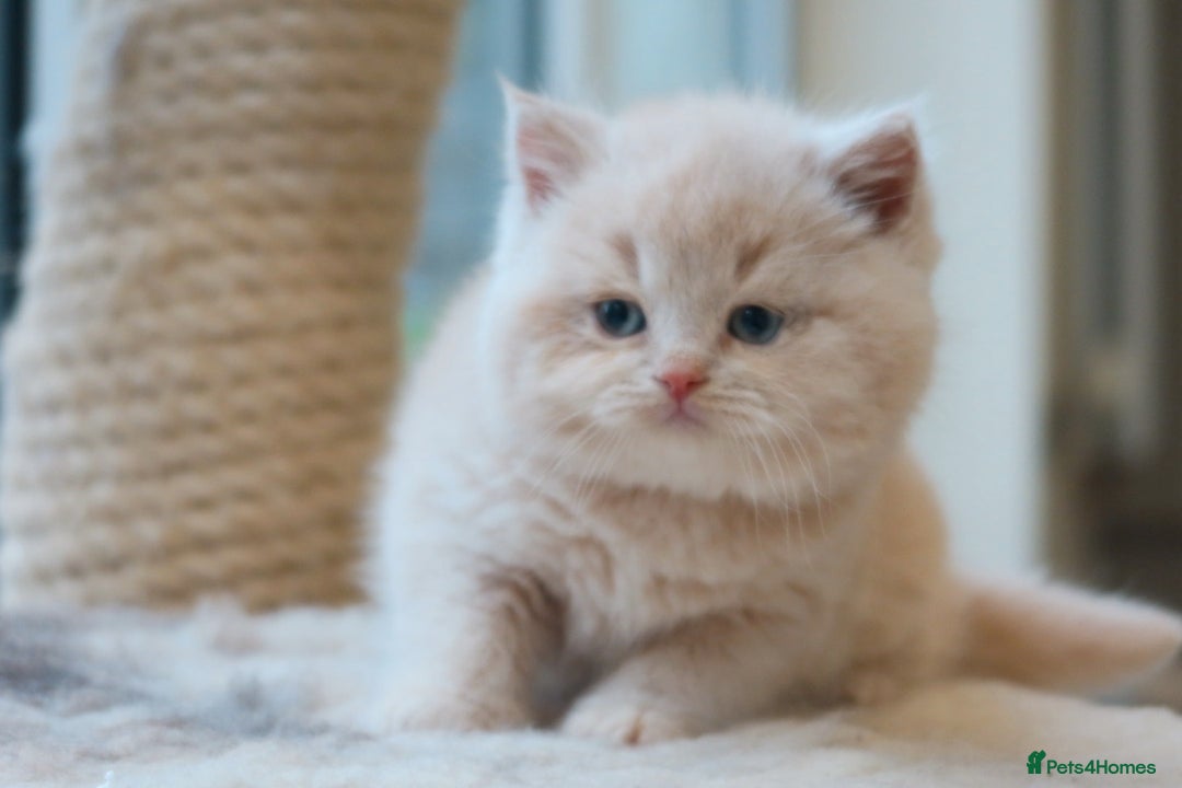 British Shorthair cats for sale: British Shorthair Kittens - Reg & Licensed  - Advert 3