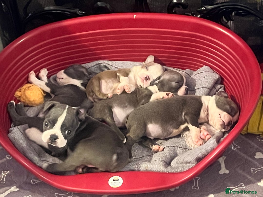 Boston Terrier dogs for sale: KC stunning chunky Boston Terriers - Image 34