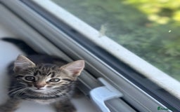 Mixed Breed cats for sale: Selling 3 beautiful kittens which are 7 weeks old  - Image 9