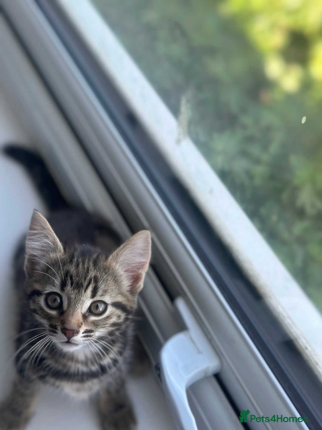Mixed Breed cats for sale: Selling 3 beautiful kittens which are 7 weeks old  - Image 9