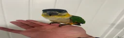 Parrots birds for sale: Hand Reared Baby Black Headed Caiques  - Advert 3