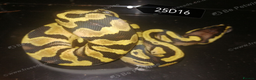 Python Snake reptiles for sale: Royal Python babies - Advert 3