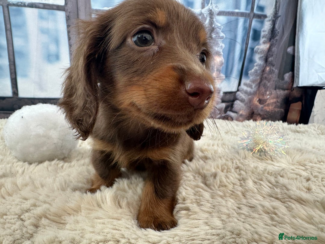 Miniature Dachshund dogs for sale: 👑 MINI LONG HAIRED DACHSHUNDS 👑 - Advert 8