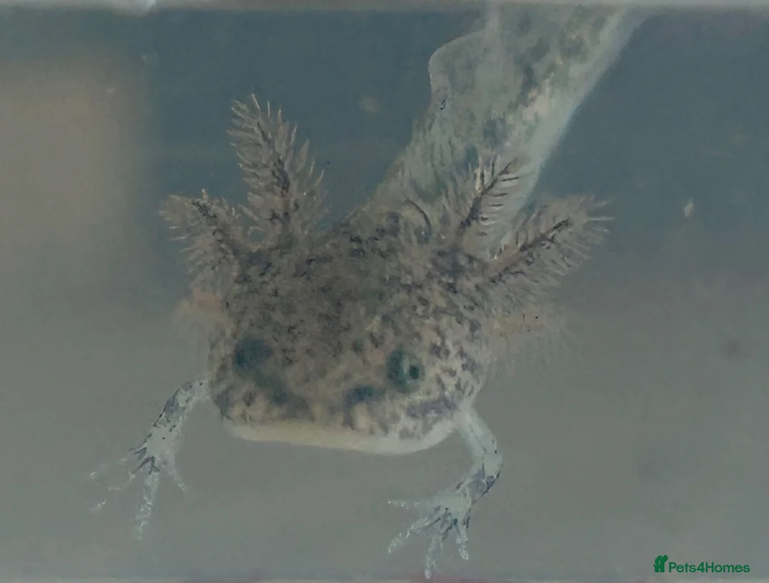 Axolotl reptiles for sale: Axolotl babies  in Newquay - Advert 2