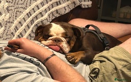 English Bulldog dogs for sale: 1 yr old British Bulldog girl  - Image 8