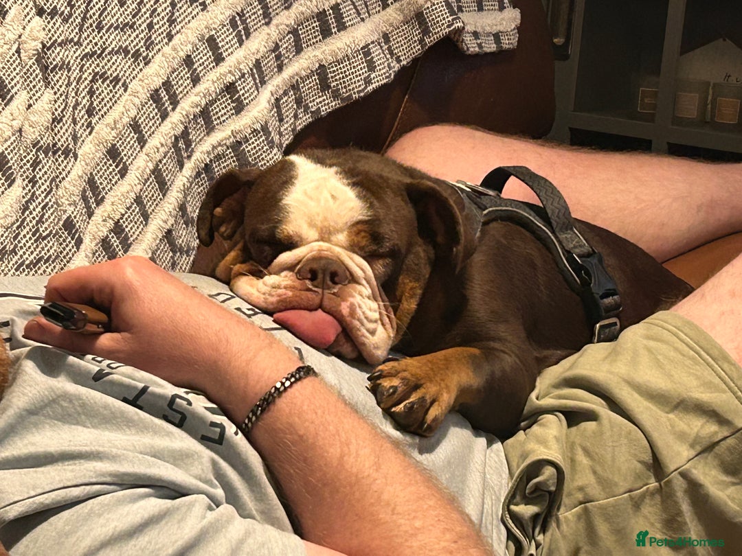 English Bulldog dogs for sale: 1 yr old British Bulldog girl  - Image 8