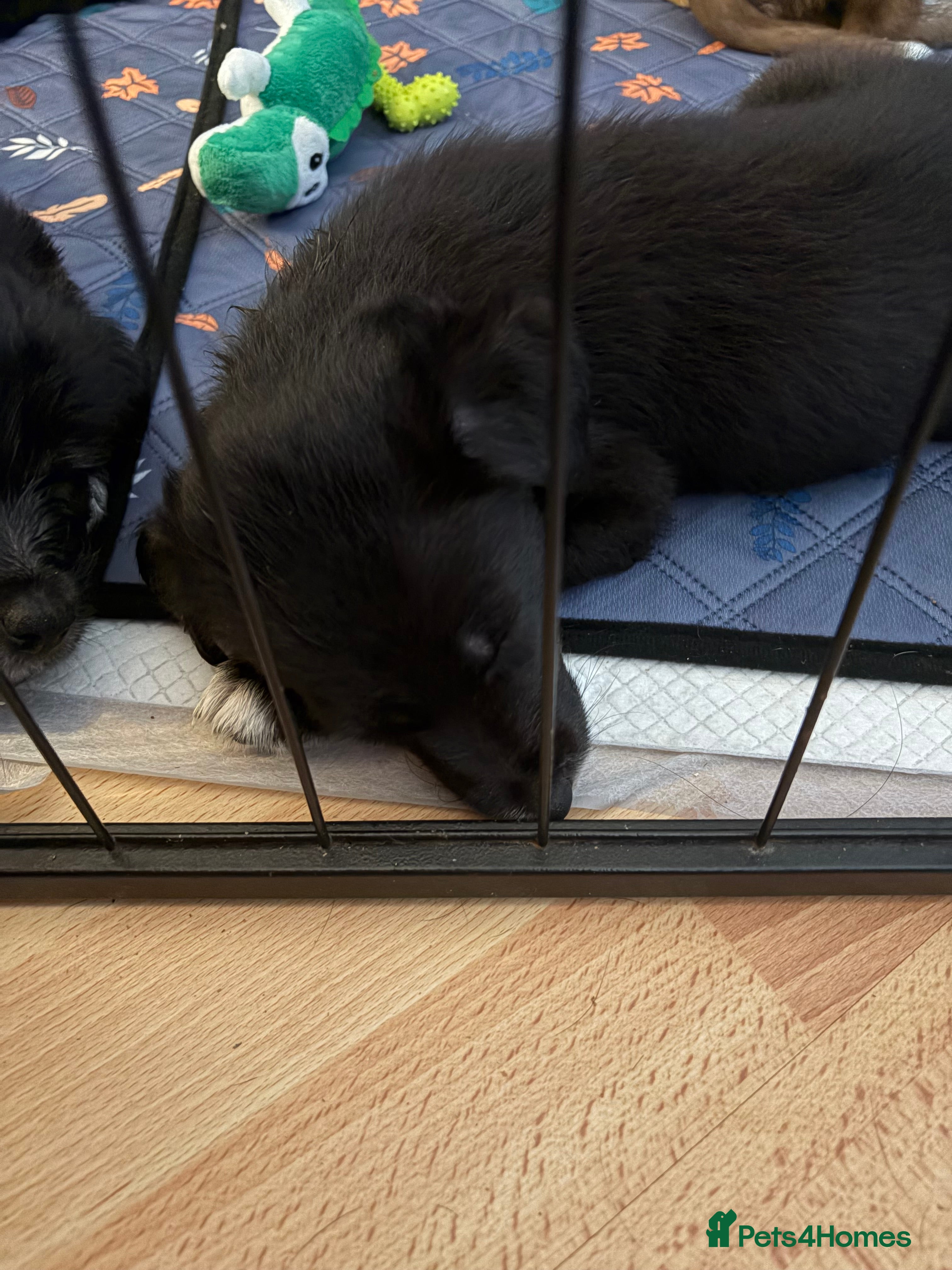 Mixed Breed dogs Border collie / bearded collie puppies - Advert 2