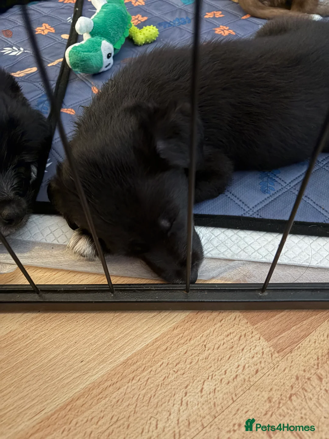 Mixed Breed dogs for sale: Border collie / bearded collie puppies - Advert 2