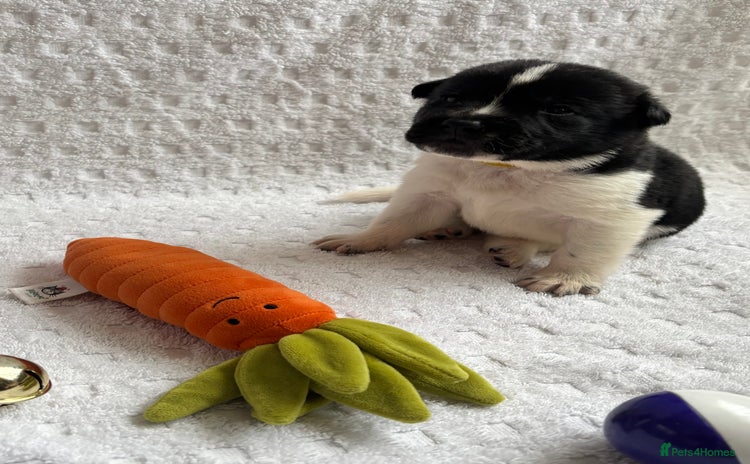 Mixed Breed dogs - Advert 13