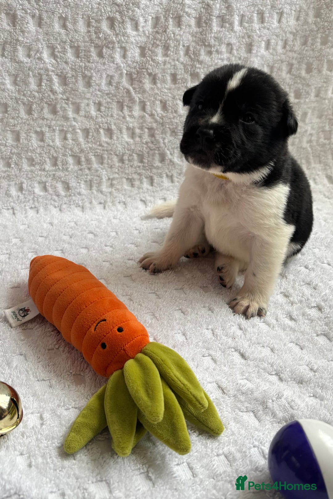 Mixed Breed dogs for sale: Beautiful lab cross Akita puppies available - Image 1