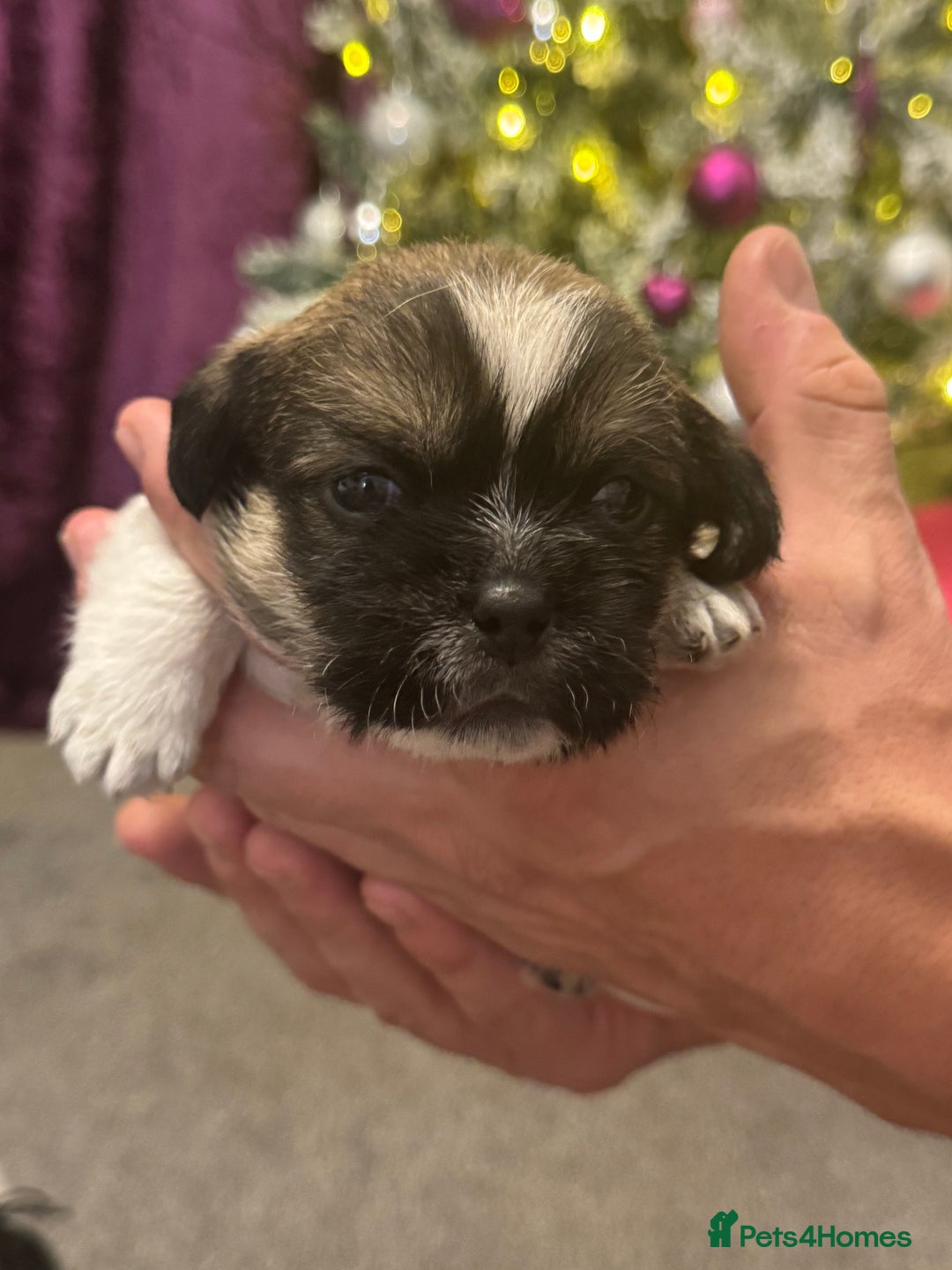 Mixed Breed dogs for sale: Beautiful pups looking for their forever home! - Advert 24