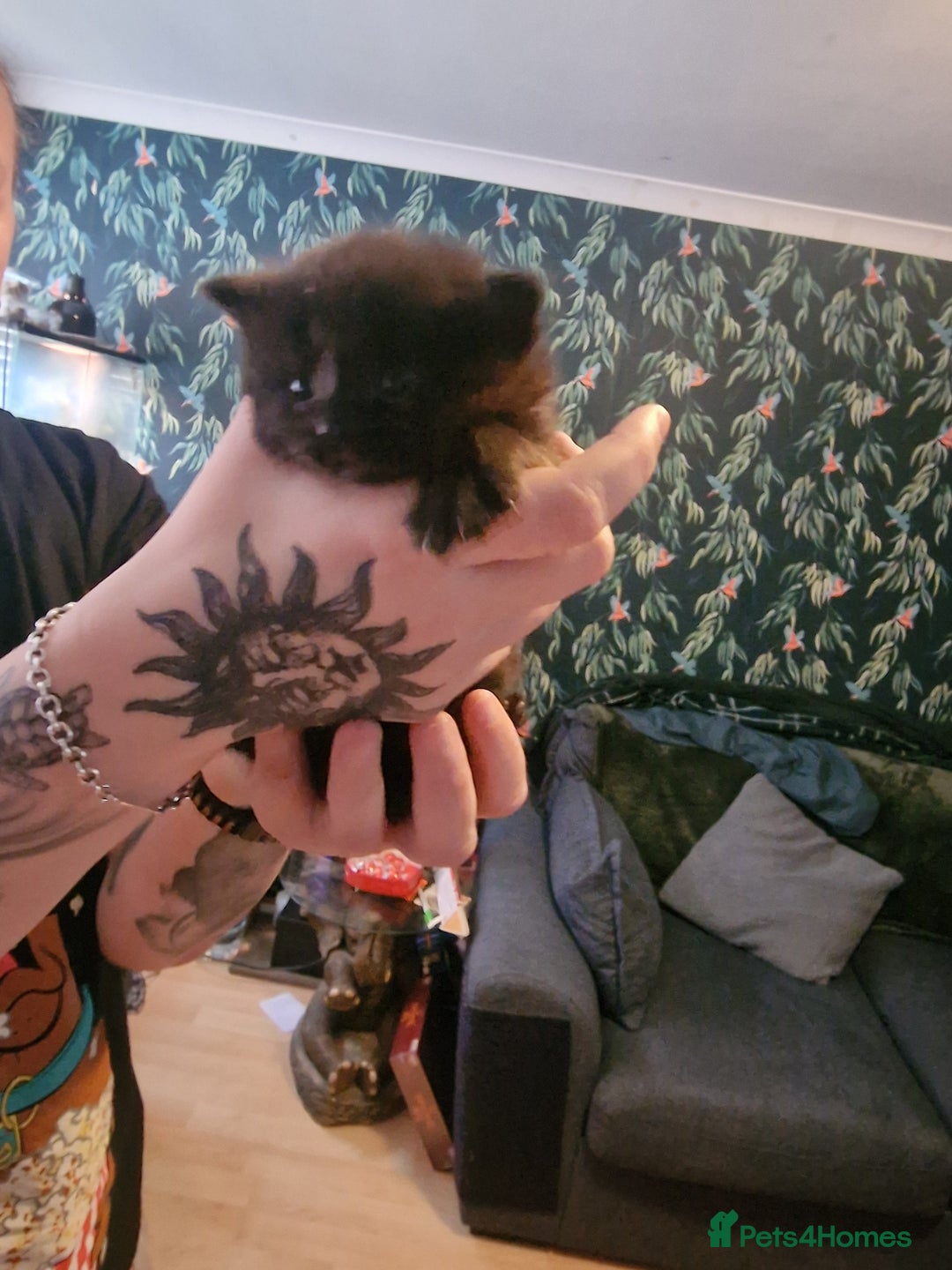 British Longhair cats for sale: 4 Adorable kittens for sale  - Advert 11