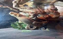 Bearded Dragon reptiles for sale: BEARDED DRAGON FOR SALE WITH FULL SETUP  - Image 7