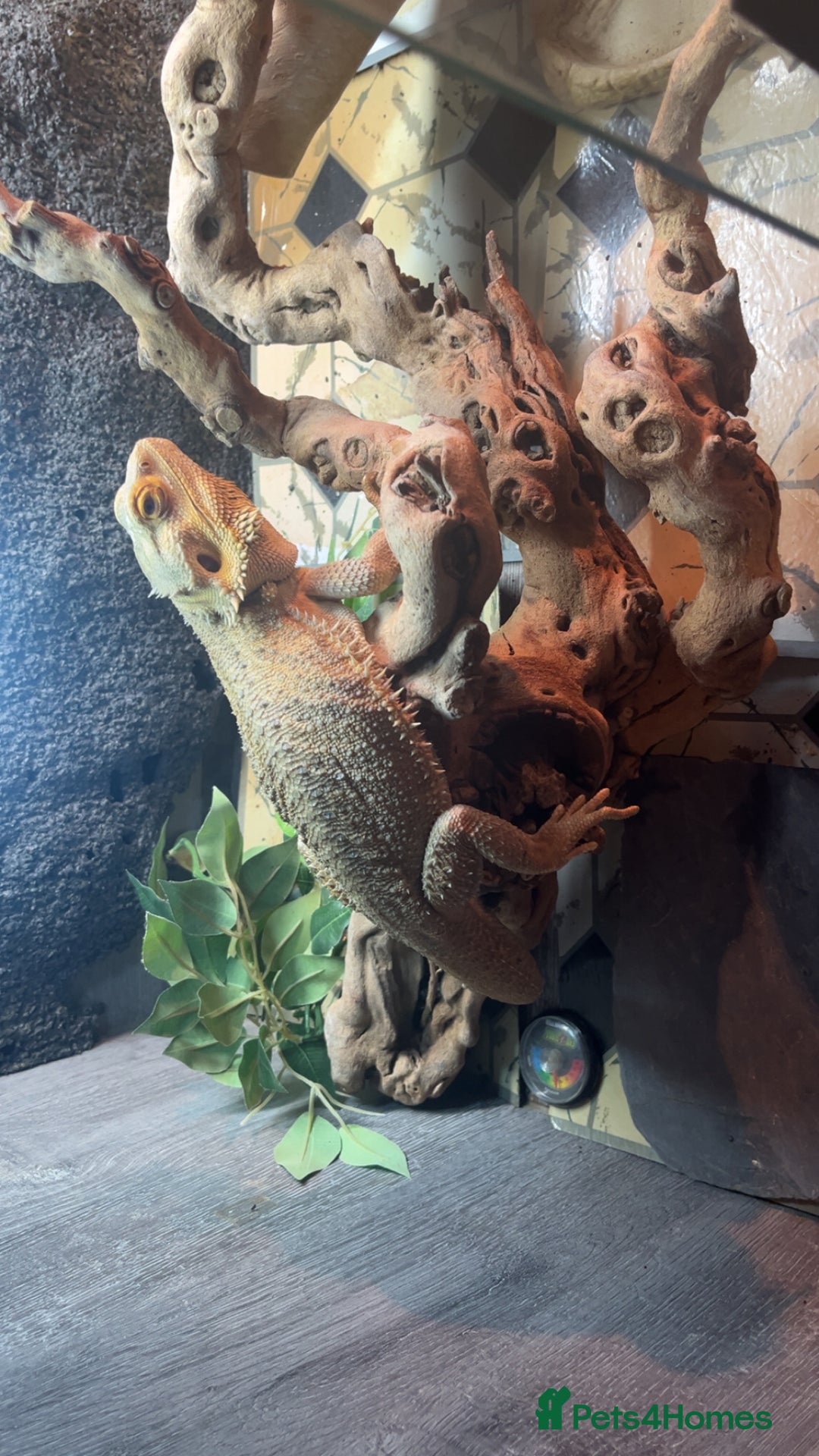 Bearded Dragon reptiles for sale: BEARDED DRAGON FOR SALE WITH FULL SETUP  - Image 7